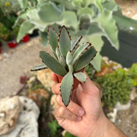 Simegarden Kalanchoe tomentosa 5.5 cm