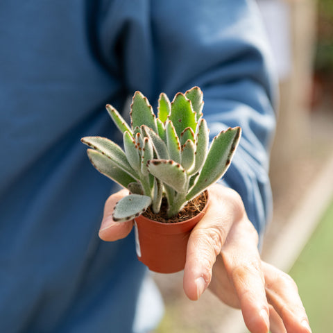 Simegarden Kalanchoe tomentosa 5.5 cm