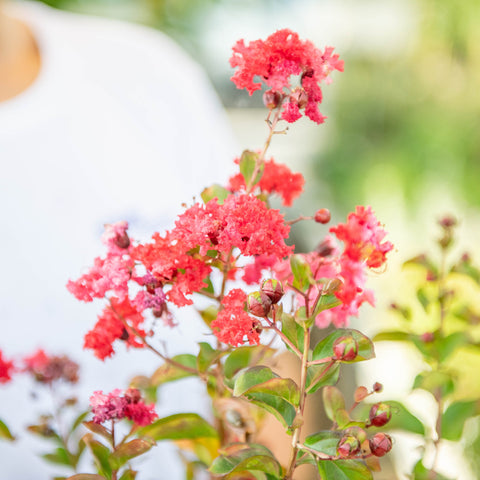 Simegarden Lagerstroemia Dynamite 24 cm