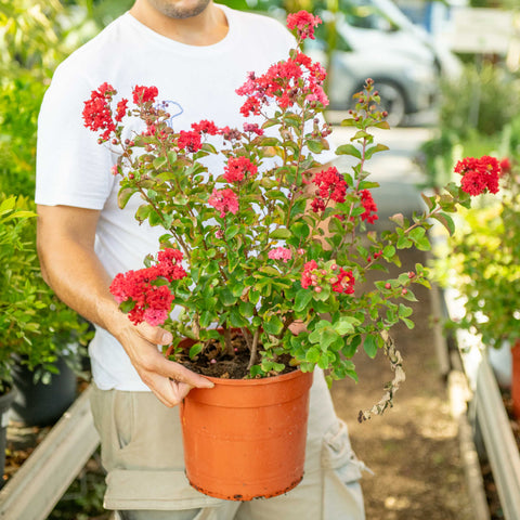 Simegarden Lagerstroemia Dynamite 24 cm