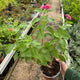 Simegarden Lantana camara cochinelle 16 cm