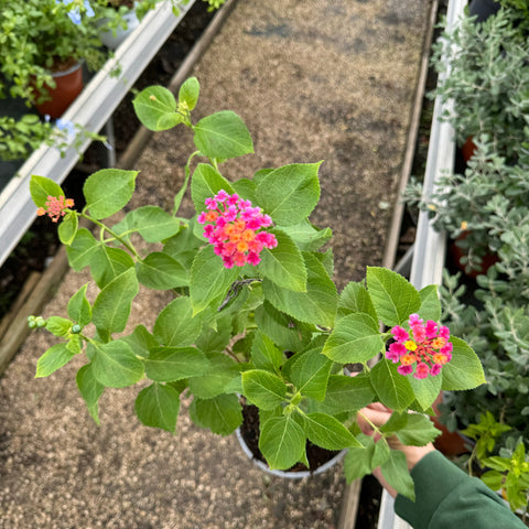 Simegarden Lantana camara cochinelle 16 cm