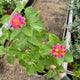 Simegarden Lantana camara cochinelle 16 cm