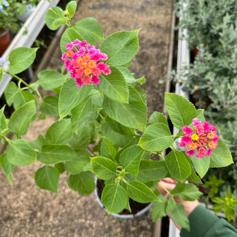 Simegarden Lantana camara cochinelle 16 cm