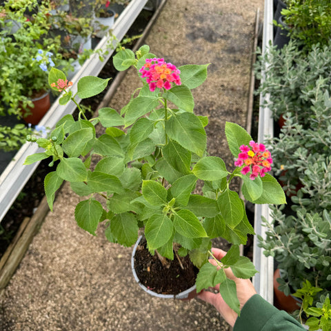 Simegarden Lantana camara cochinelle 16 cm