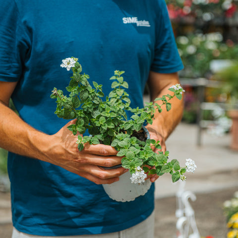 Simegarden Lantana tappezzante 14 cm / Bianco