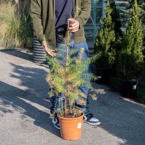 Simegarden Larix decidua 23 cm