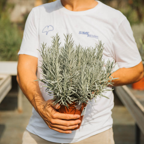 Simegarden Lavanda angustifolia 17 cm