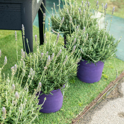 Simegarden Lavanda dentata 24 cm