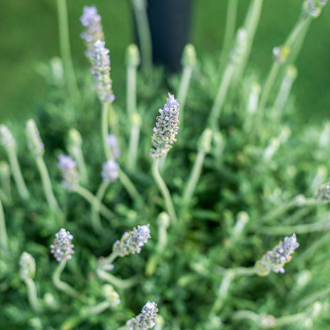 Simegarden Lavanda dentata