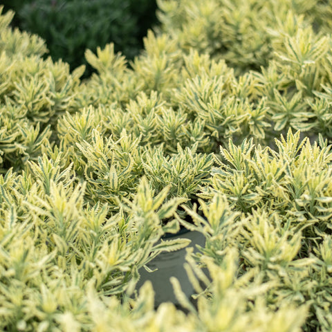 Simegarden Lavanda variegata 17 cm