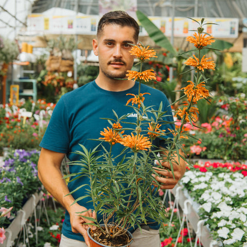 Simegarden Leonotis leonurus