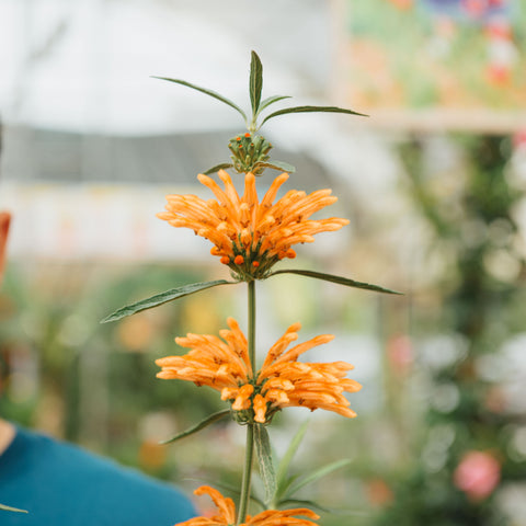 Simegarden Leonotis leonurus