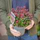 Simegarden Leucothoe axillaris 'Curly Red' 17 cm