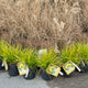 Simegarden Lomandra longifolia miner's gold 19 cm