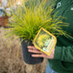 Simegarden Lomandra longifolia miner's gold 19 cm