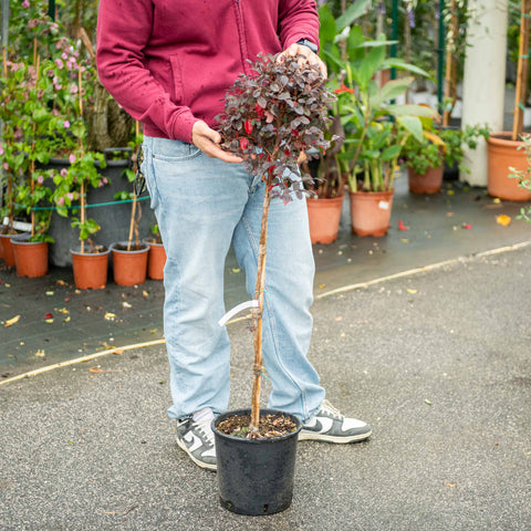 Simegarden Loropetalum alberello 22 cm