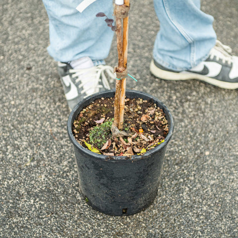 Simegarden Loropetalum alberello