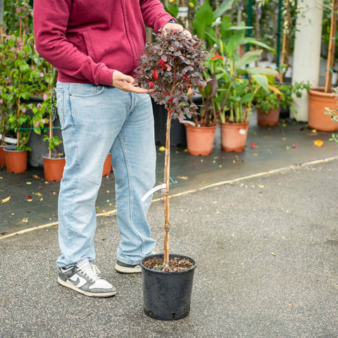 Simegarden Loropetalum alberello