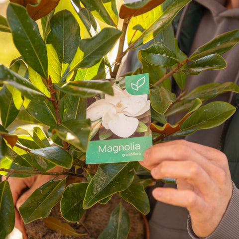 Simegarden Magnolia grandiflora