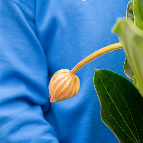 Simegarden Medinilla magnifica 17 cm