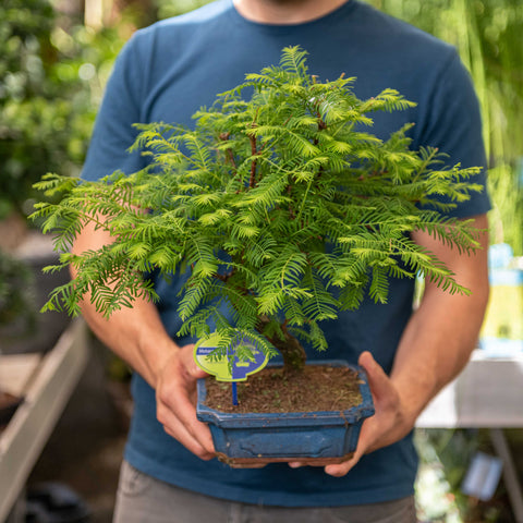 Simegarden Metasequoia bonsai 18.5 cm