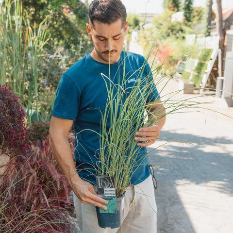 Simegarden Miscanthus sinensis gracillimus 17 cm