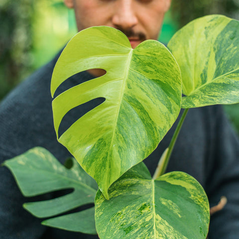 Simegarden Monstera aurea 17 cm