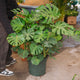 Simegarden Monstera deliciosa grande