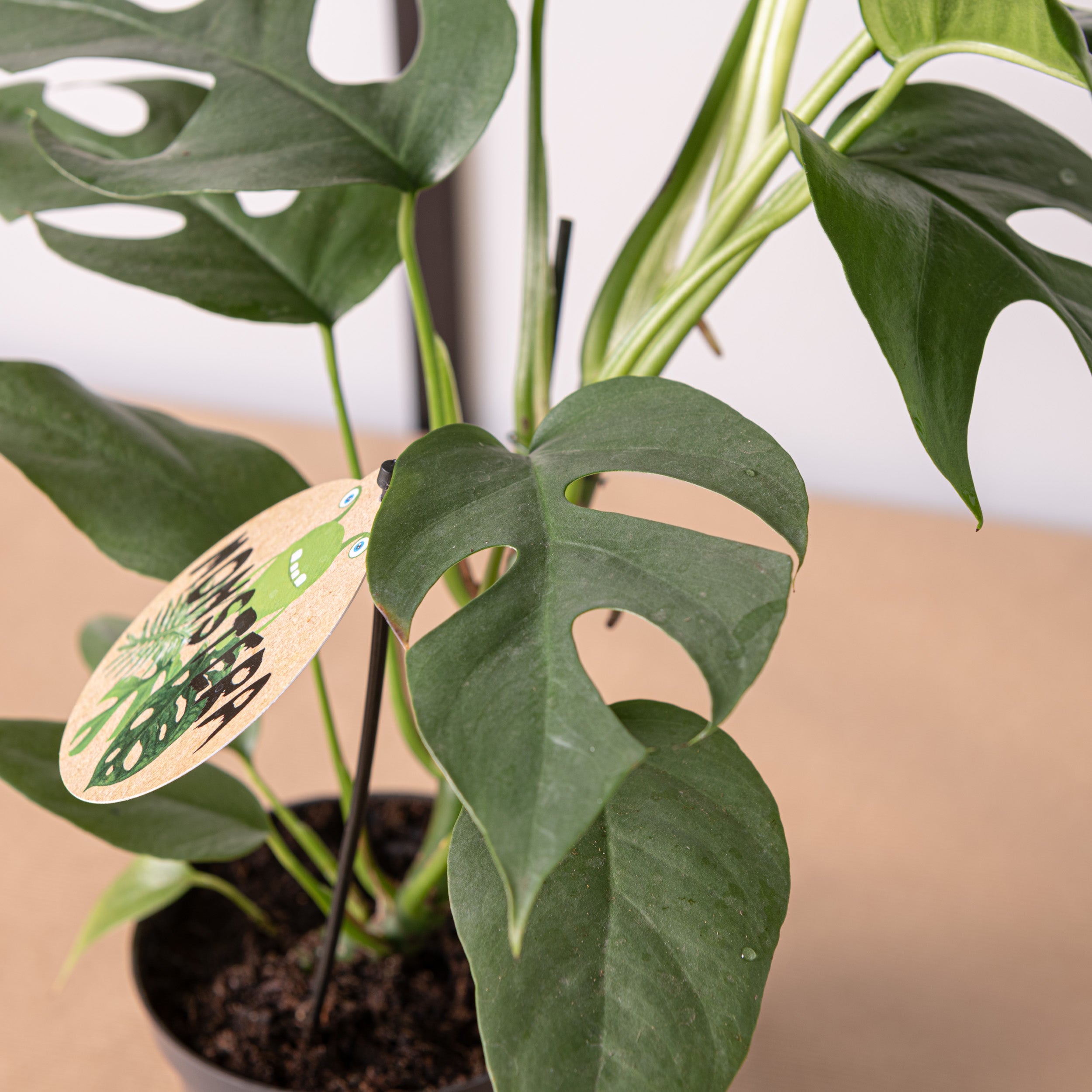 Monstera Minima - Piante Rampicanti Vere da Interni - Altezza 25-30 cm Vaso  Ø 12 cm