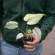 Simegarden Monstera mint 6 cm