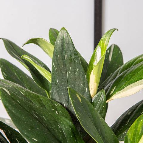 Simegarden Monstera standleyana variegata