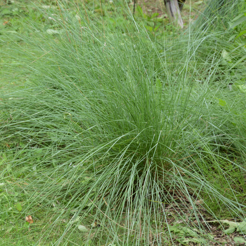 Simegarden Muhlenbergia capillaris 24 cm