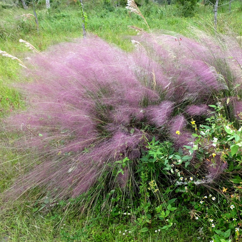 Simegarden Muhlenbergia capillaris 24 cm