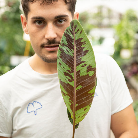 Simegarden Musa acuminata var. zebrina 17 cm