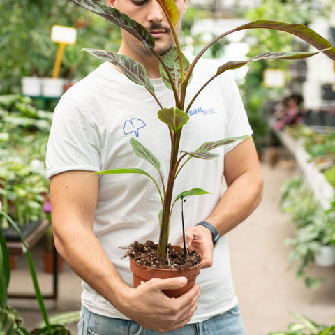 Simegarden Musa acuminata var. zebrina 17 cm