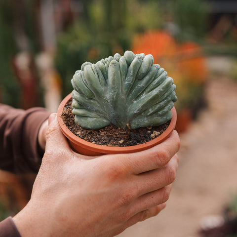 Simegarden Myrtillocactus geometrizans crestato 12.5 cm