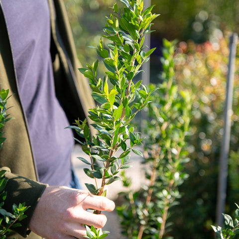 Simegarden Myrtus communis