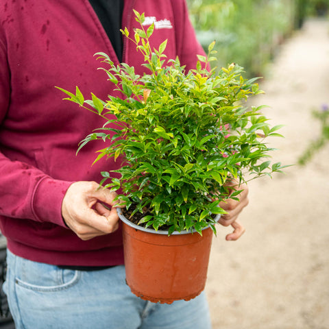 Simegarden Nandina lemon lime 19 cm