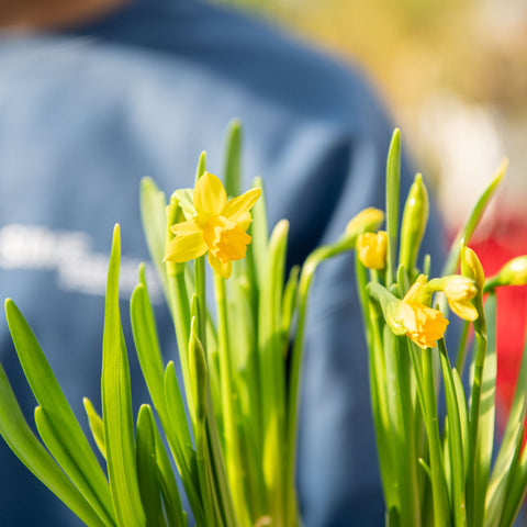 Simegarden Narciso tete a tete 9 cm