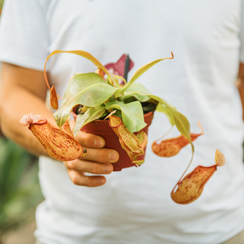 Simegarden Nepenthes x gaya