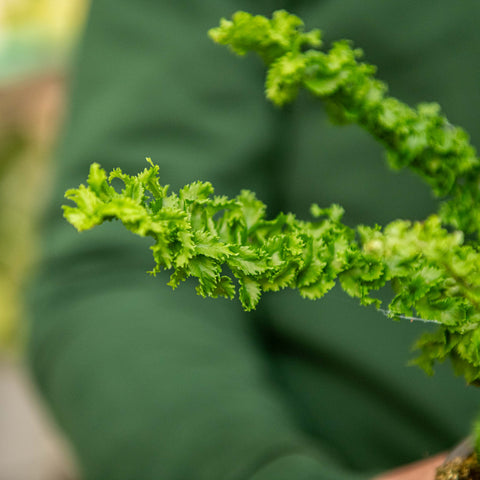 Simegarden Nephrolepis exaltata Emina 11 cm