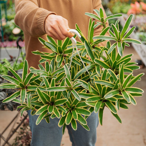 Simegarden Nidularium schultesianum variegato 21 cm