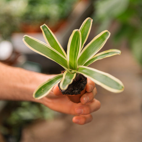 Simegarden Nidularium schultesianum variegato 5.5 cm