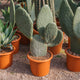 Simegarden Opuntia titania