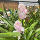 Simegarden Orchidea Cymbidium 14 cm / 2-3 / Bianco-rosa