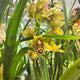 Simegarden Orchidea Cymbidium 14 cm / 2-3 / Giallo maculato