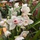 Simegarden Orchidea Cymbidium 14 cm / 3-4 / Bianco-rosa