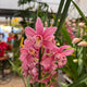 Simegarden Orchidea Cymbidium 14 cm / 3-4 / Rosa