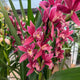 Simegarden Orchidea Cymbidium 14 cm / 3-4 / Rosa antico